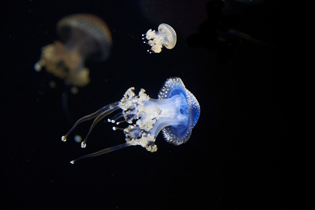 The Living Light: How Bioluminescence Actually Works in the Deep Sea