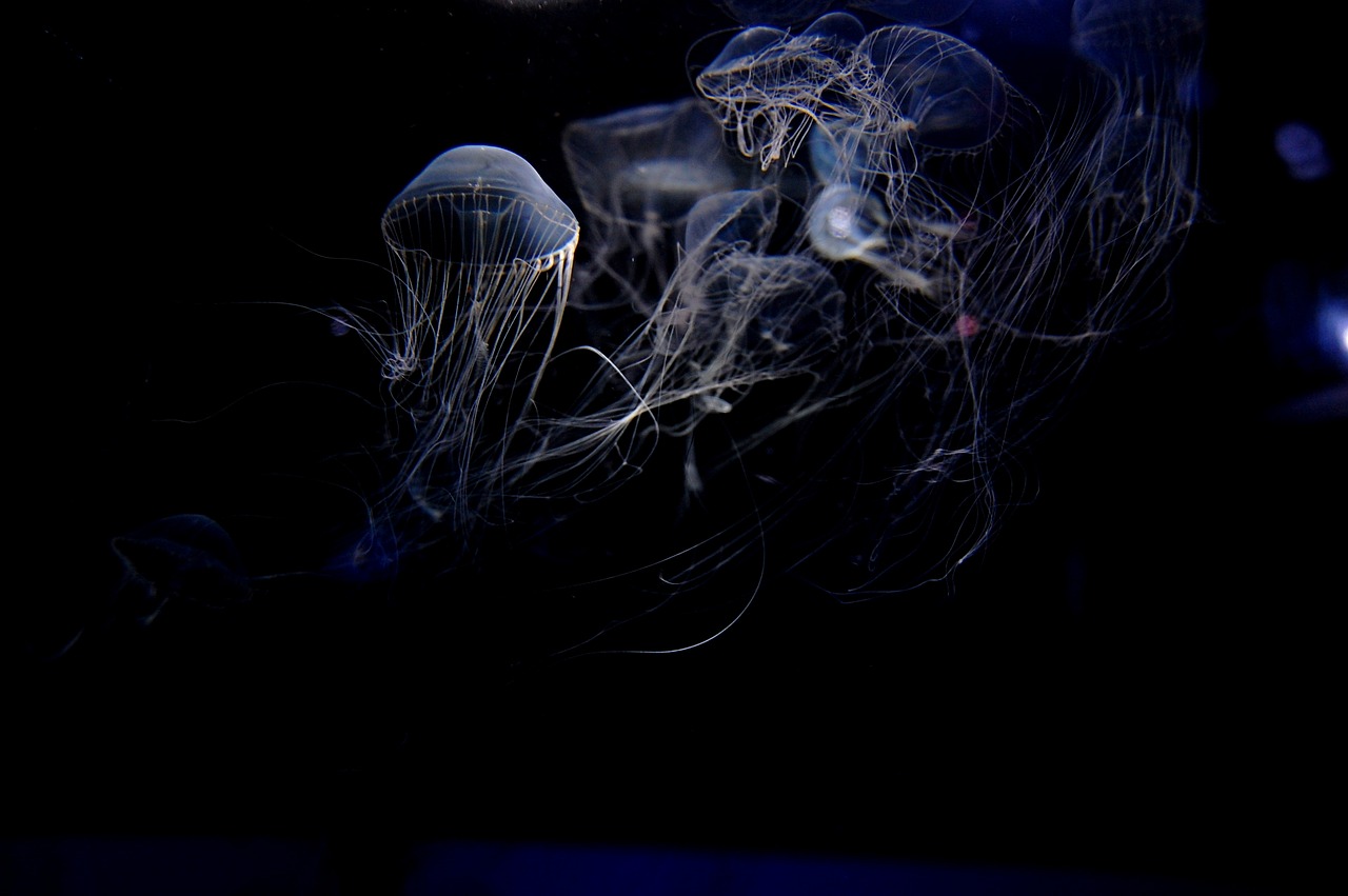 The Midnight Zone: Life in the Ocean's Forgotten Middle